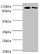 10-FTHFDH antibody, orb353518, Biorbyt, Western Blot image 