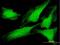 PTTG antibody, H00000754-B01P, Novus Biologicals, Immunofluorescence image 