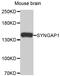 Synaptic Ras GTPase Activating Protein 1 antibody, MBS129515, MyBioSource, Western Blot image 