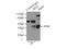 Homeobox protein SIX2 antibody, 11562-1-AP, Proteintech Group, Immunoprecipitation image 