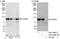 UV Radiation Resistance Associated antibody, A301-995A, Bethyl Labs, Immunoprecipitation image 