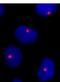 5-azacytidine-induced protein 1 antibody, A301-417A, Bethyl Labs, Immunocytochemistry image 
