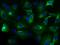 TNF Superfamily Member 10 antibody, 10409-M101, Sino Biological, Immunohistochemistry frozen image 