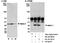 Immunoglobulin Binding Protein 1 antibody, NB100-487, Novus Biologicals, Western Blot image 