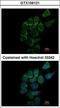 ST3 Beta-Galactoside Alpha-2,3-Sialyltransferase 1 antibody, LS-C185763, Lifespan Biosciences, Immunocytochemistry image 
