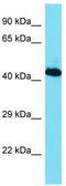Heterogeneous nuclear ribonucleoprotein G antibody, TA343170, Origene, Western Blot image 