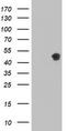 Protein C inhibitor antibody, CF504462, Origene, Western Blot image 