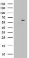 DEAD-Box Helicase 56 antibody, LS-C336750, Lifespan Biosciences, Western Blot image 