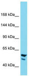 NBPF Member 11 antibody, TA337465, Origene, Western Blot image 