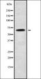 Scavenger receptor class A member 3 antibody, orb338674, Biorbyt, Western Blot image 
