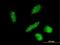 Ring Finger Protein 24 antibody, MA5-21310, Invitrogen Antibodies, Immunofluorescence image 