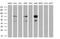 Glucokinase regulatory protein antibody, MA5-25352, Invitrogen Antibodies, Western Blot image 