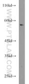 ATP Binding Cassette Subfamily G Member 4 antibody, 14269-1-AP, Proteintech Group, Western Blot image 