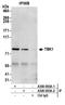 NAK antibody, A300-093A, Bethyl Labs, Immunoprecipitation image 