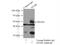 DL antibody, 18032-1-AP, Proteintech Group, Immunoprecipitation image 