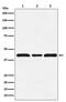MAF BZIP Transcription Factor antibody, M00654-2, Boster Biological Technology, Western Blot image 