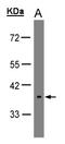 OPN5 antibody, LS-C185343, Lifespan Biosciences, Western Blot image 