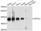 Eukaryotic translation initiation factor 2 subunit 1 antibody, STJ111946, St John
