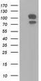 Sorting nexin-9 antibody, LS-C115323, Lifespan Biosciences, Western Blot image 