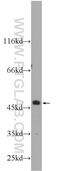 Zinc Finger Protein 557 antibody, 20500-1-AP, Proteintech Group, Western Blot image 