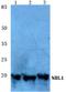 Neuroblastoma suppressor of tumorigenicity 1 antibody, A07523, Boster Biological Technology, Western Blot image 
