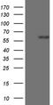 Zinc Finger Protein 181 antibody, M16628, Boster Biological Technology, Western Blot image 