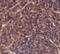 Amyloid P Component, Serum antibody, FNab07756, FineTest, Immunohistochemistry frozen image 
