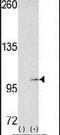 Sek1 antibody, PA5-14578, Invitrogen Antibodies, Western Blot image 