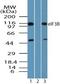 Eukaryotic translation initiation factor 3 subunit B antibody, PA5-23278, Invitrogen Antibodies, Western Blot image 