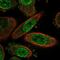 Meteorin, Glial Cell Differentiation Regulator antibody, PA5-62335, Invitrogen Antibodies, Immunofluorescence image 