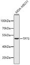 Tumor Protein P73 antibody, 18-810, ProSci, Western Blot image 