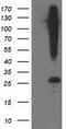 Synaptosome Associated Protein 25 antibody, CF502963, Origene, Western Blot image 