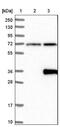 Leucine Rich Repeat Containing 3B antibody, NBP1-89579, Novus Biologicals, Western Blot image 