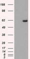 Serine/Threonine Kinase 39 antibody, TA500501, Origene, Western Blot image 