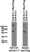 Potassium Voltage-Gated Channel Subfamily A Member 7 antibody, 75-477, Antibodies Incorporated, Western Blot image 