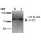 Autophagy Related 7 antibody, SPC-609D-STR, StressMarq, Western Blot image 