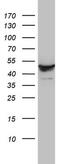 Dolichyl-diphosphooligosaccharide--protein glycosyltransferase 48 kDa subunit antibody, MA5-26609, Invitrogen Antibodies, Western Blot image 