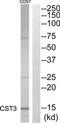 Cystatin C antibody, TA311726, Origene, Western Blot image 