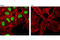 SRY-Box 2 antibody, 5049S, Cell Signaling Technology, Immunofluorescence image 