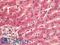 Leucine Zipper Tumor Suppressor 2 antibody, LS-B9591, Lifespan Biosciences, Immunohistochemistry frozen image 