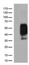 hPD-1 antibody, UM800090CF, Origene, Western Blot image 