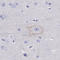 Cadherin 9 antibody, HPA007167, Atlas Antibodies, Immunohistochemistry paraffin image 