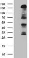 Insulin Receptor Substrate 1 antibody, CF808552, Origene, Western Blot image 