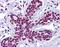Zinc finger and SCAN domain-containing protein 4 antibody, orb94363, Biorbyt, Immunohistochemistry paraffin image 