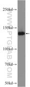 Ubiquitination Factor E4B antibody, 18148-1-AP, Proteintech Group, Western Blot image 