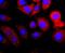 GC Vitamin D Binding Protein antibody, NBP2-66786, Novus Biologicals, Immunocytochemistry image 
