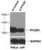 Pyrroline-5-Carboxylate Reductase 1 antibody, 13108-1-AP, Proteintech Group, Western Blot image 