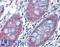 Methyltransferase Like 7B antibody, LS-B3855, Lifespan Biosciences, Immunohistochemistry frozen image 
