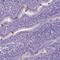 EF-Hand Calcium Binding Domain 1 antibody, NBP1-82313, Novus Biologicals, Immunohistochemistry frozen image 
