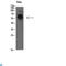 Tyrosyl-TRNA Synthetase antibody, LS-C813572, Lifespan Biosciences, Western Blot image 